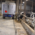 A tractor feeding cows